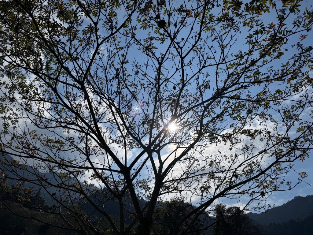 雪山坑登山步道尋巨人_2978268