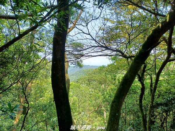 【苗栗三義】古道漫行。 挑炭古道(三通嶺古道)_2179330