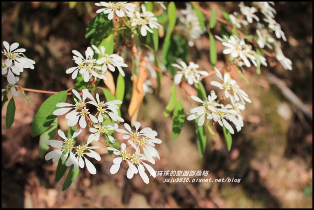 沐心泉冬季限定白雪木與黃金楓的浪漫相遇_481809