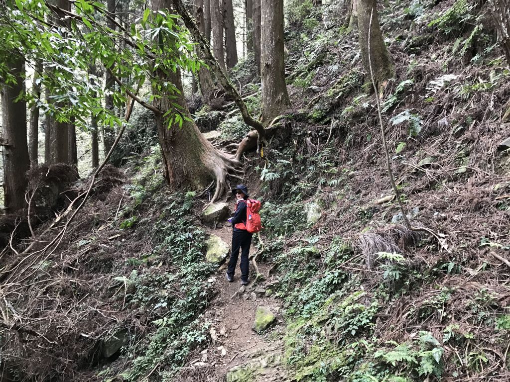 大坪上加里山環走杜鵑嶺_114540