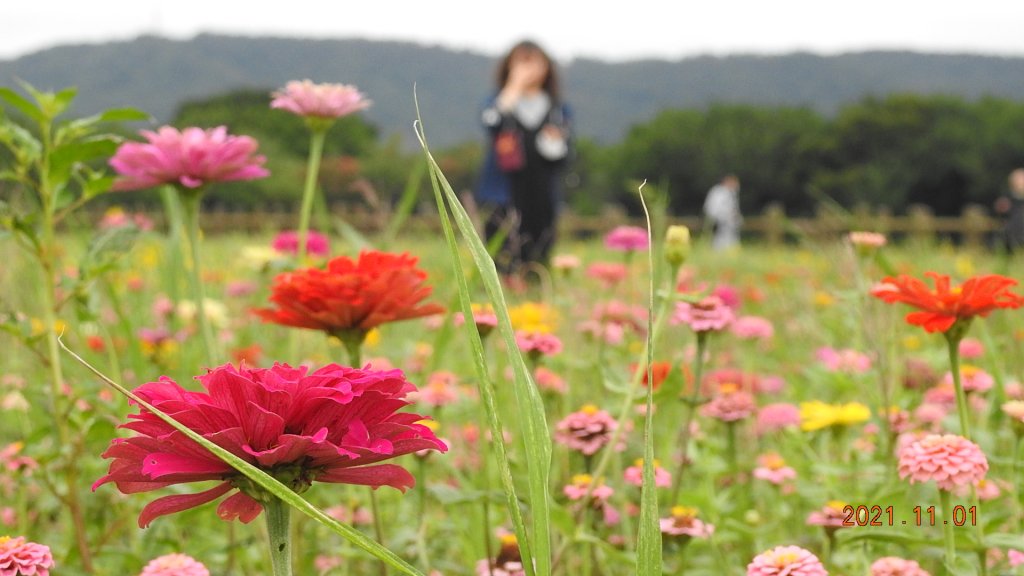 追花是簡單的快樂，賞花是恬淡的幸福。_1500785