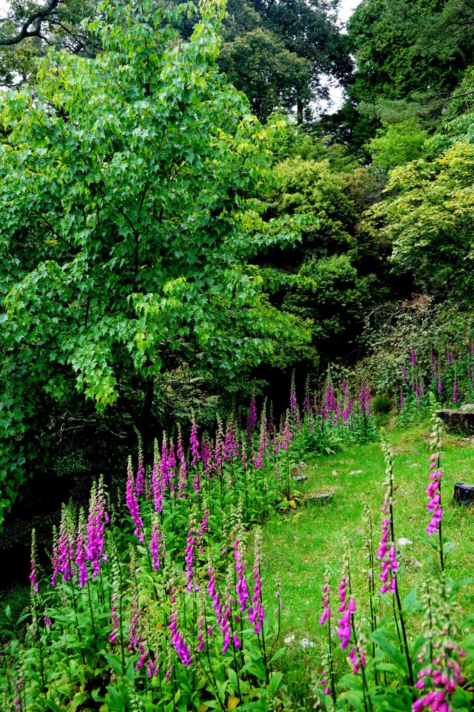 久違了!天池 ~大雪山毛地黃滿山開_333702
