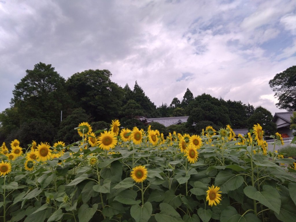 富士山御殿場線~海拔0至3776_2559123