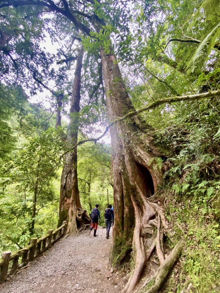 巴福越嶺古道縱走順登檜山    2022/8/13_1803532