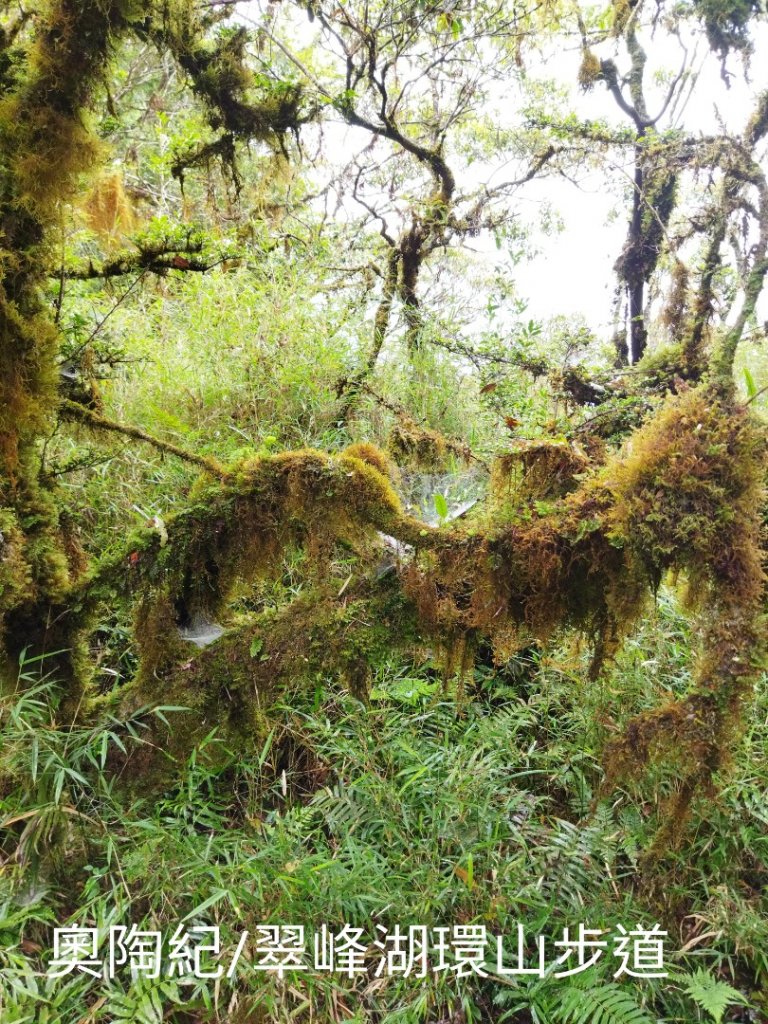 翠峰湖環山步道O行_1752294