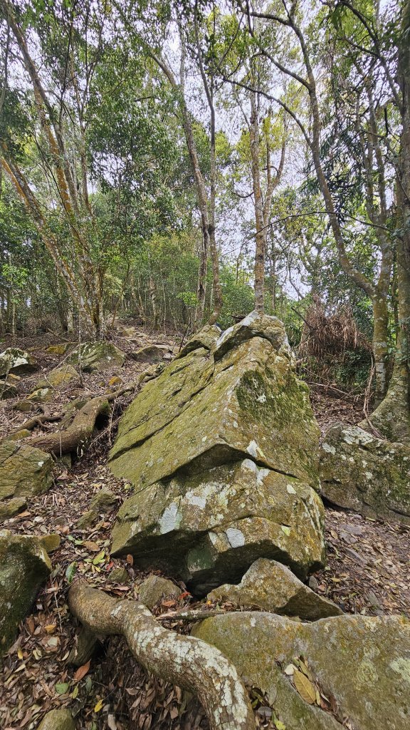 【美美兔走山趣】谷關抓雄-老六白毛_2749949