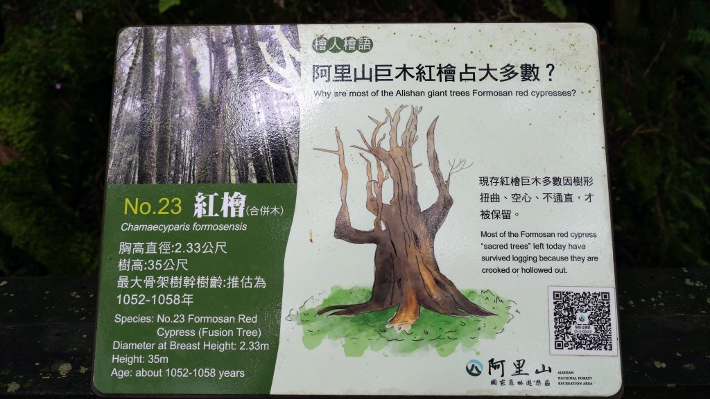 阿里山森遊區-神木步道_2536843