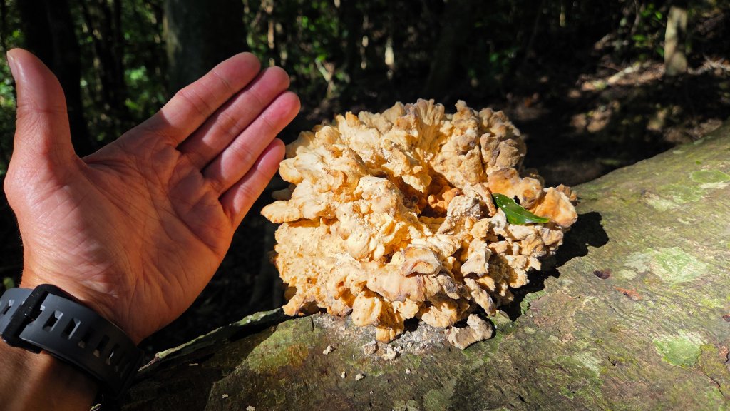 東北季風起遊走雲瀑和山毛櫸間的啦卡山與北插天山登山行_2951084
