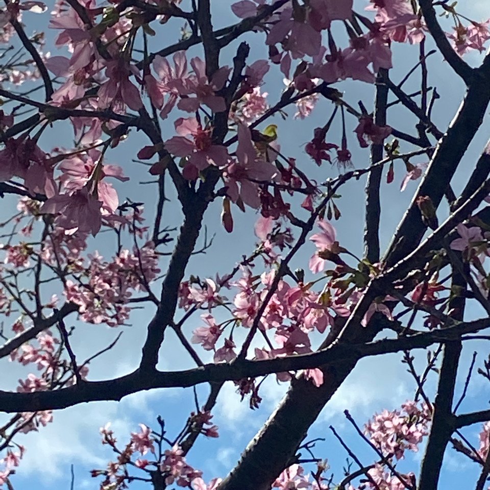 貓空_1305333