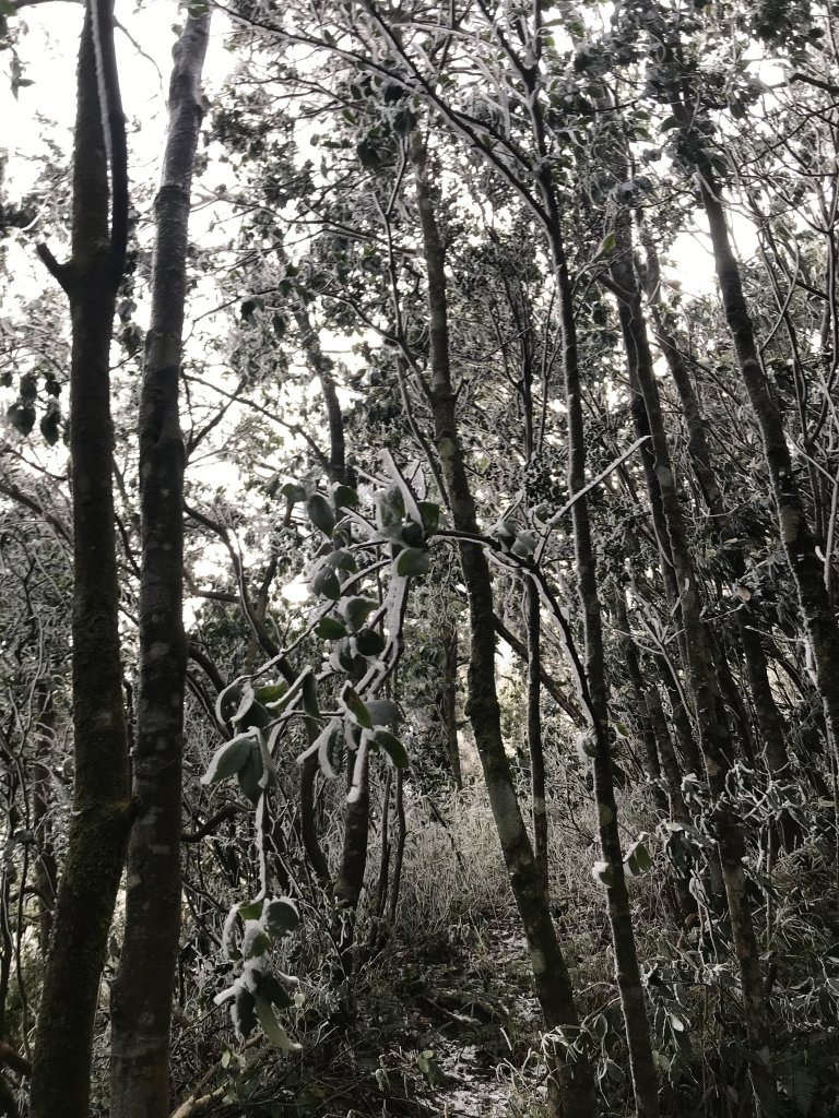 美呆了~雪白內鳥嘴山_1253282
