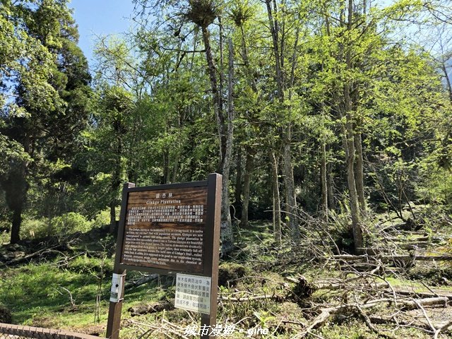 【南投鹿谷】溪頭天文台登山步道_3037354