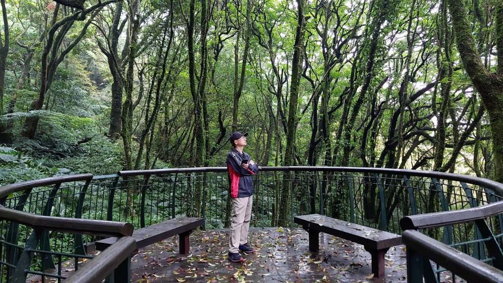 頂湖山（泉源山），青楓步道 ，竹子湖_2122975