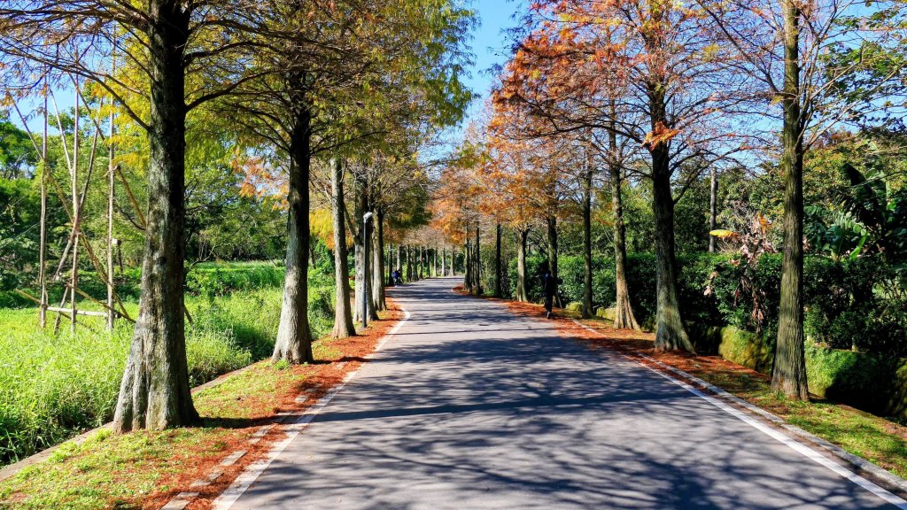 落羽松大道,龍潭大池封面圖