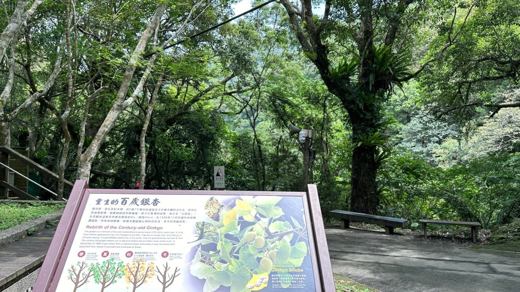 蚋仔溪生態步道走入滿月圓森林_2498096