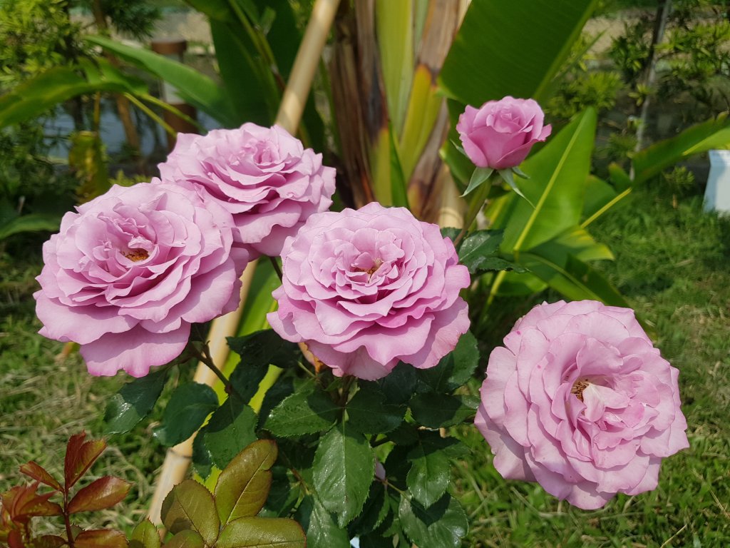 台中花博~豐原葫蘆墩園區_550903