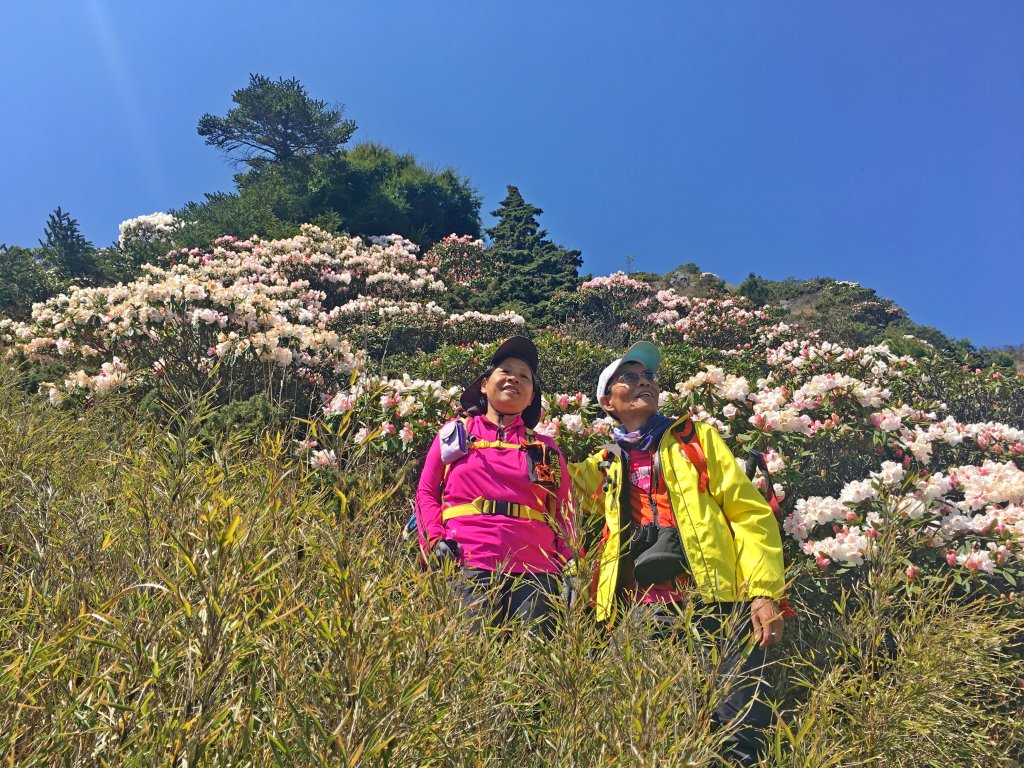 小奇萊賞杜鵑   2019/04/10封面圖