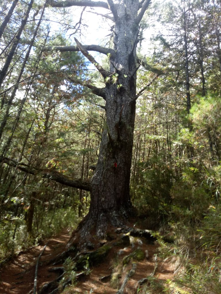 將軍廟上天鑾池+武法奈尾山_1881009