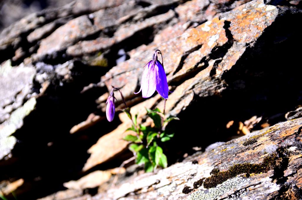 被合歡山群峰遺忘的明珠..石門山北峰_139703
