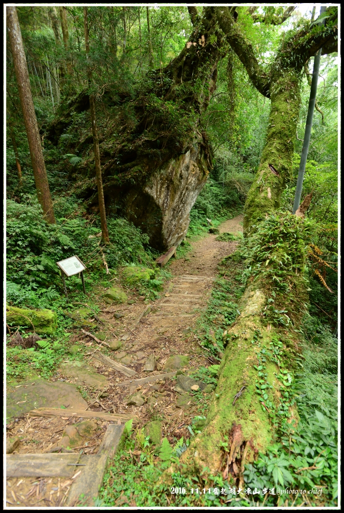 奮起湖大凍山步道尋幽_71831