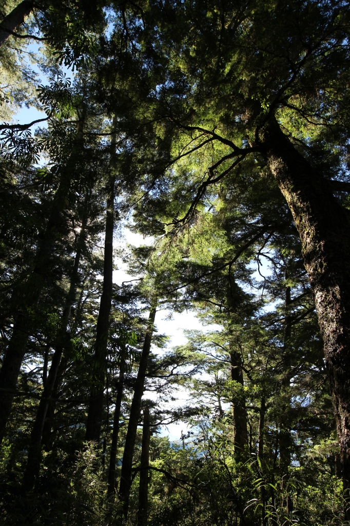 『台灣百岳』的起始點 - 羊頭山_59092