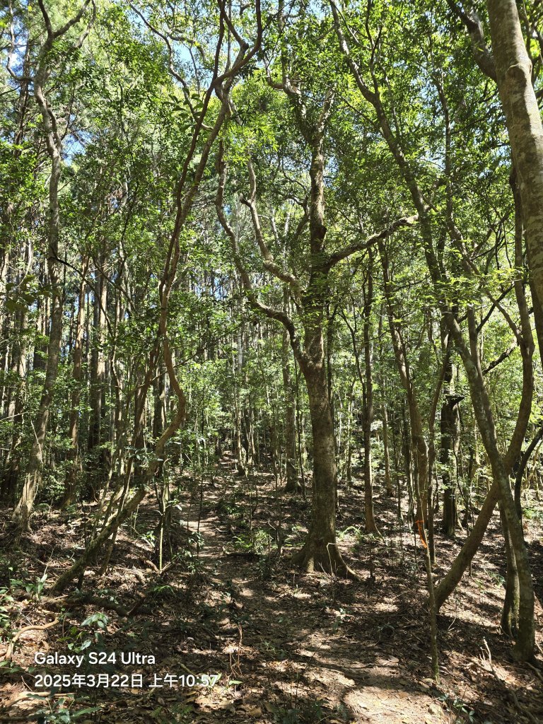 2025-03-22油羅山步道_2743407