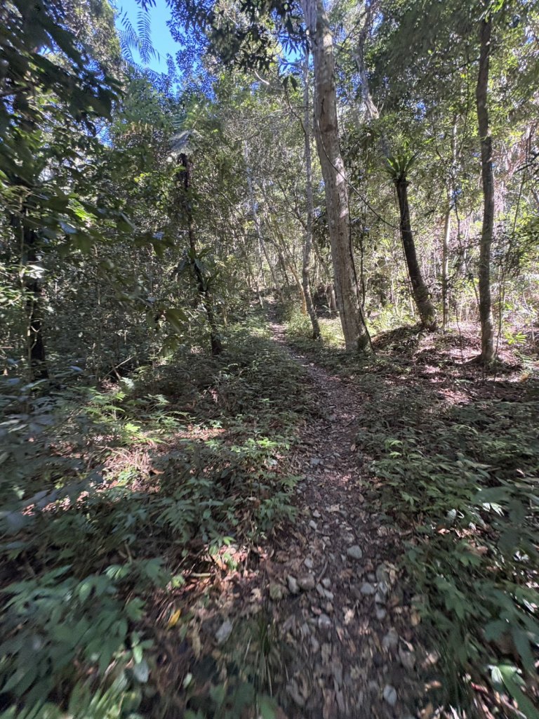 20251116鳴海山、網子山登山步道_2938370