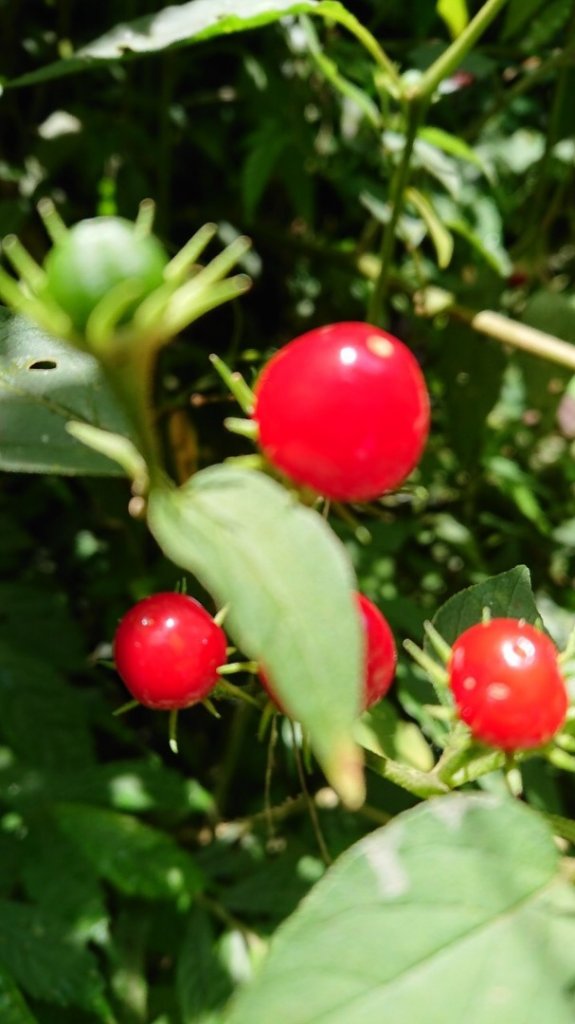 哈盆野營_1025213