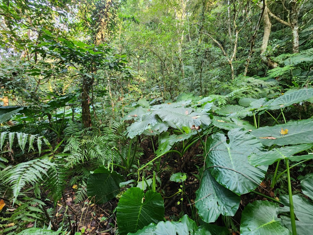 20241215富浪波山鹹菜棚街與打牛崎步道_2691613