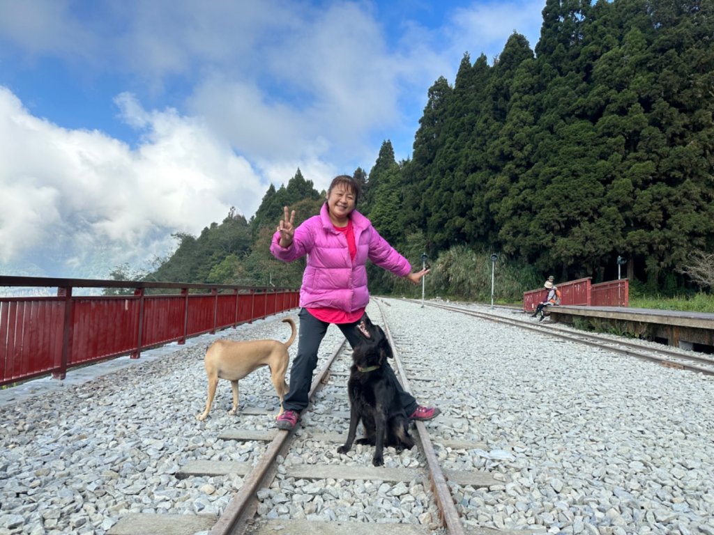 二萬坪山、二萬坪步道、二萬坪車站、樹抱石_2363293