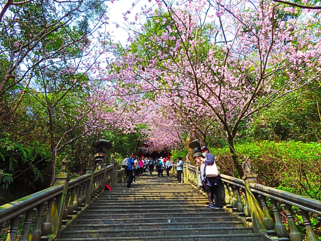 跟著花開去旅行：碧山巖櫻花及大溝溪花海_870189