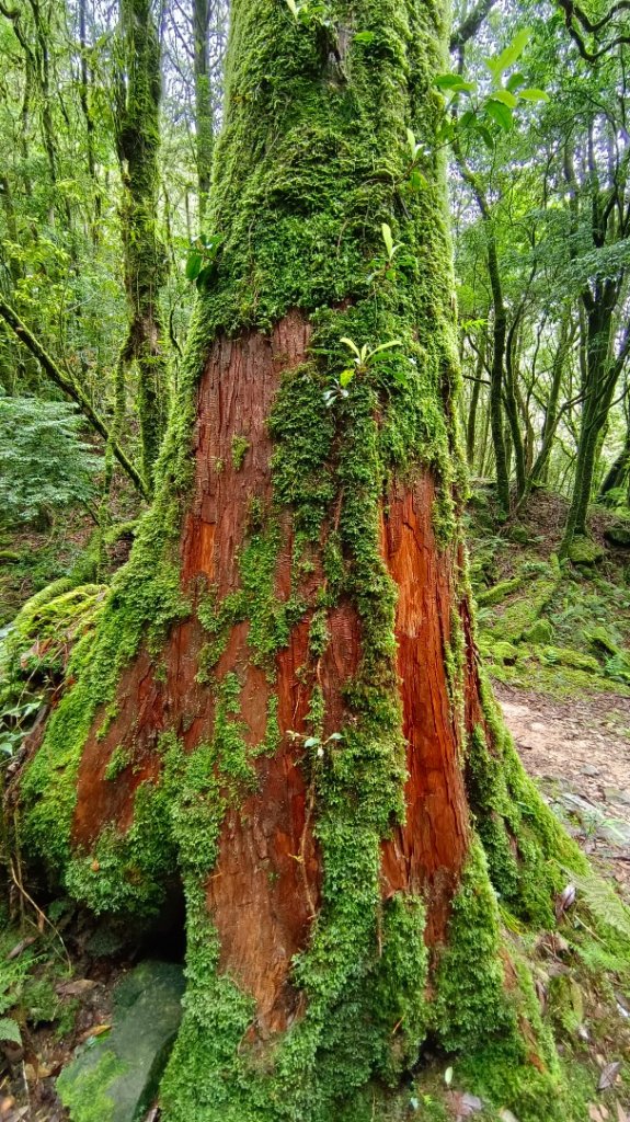 111-7-4八仙山頂恐龍現身_1754385