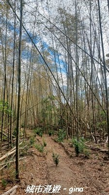 【南投魚池】後尖山步道_2968319