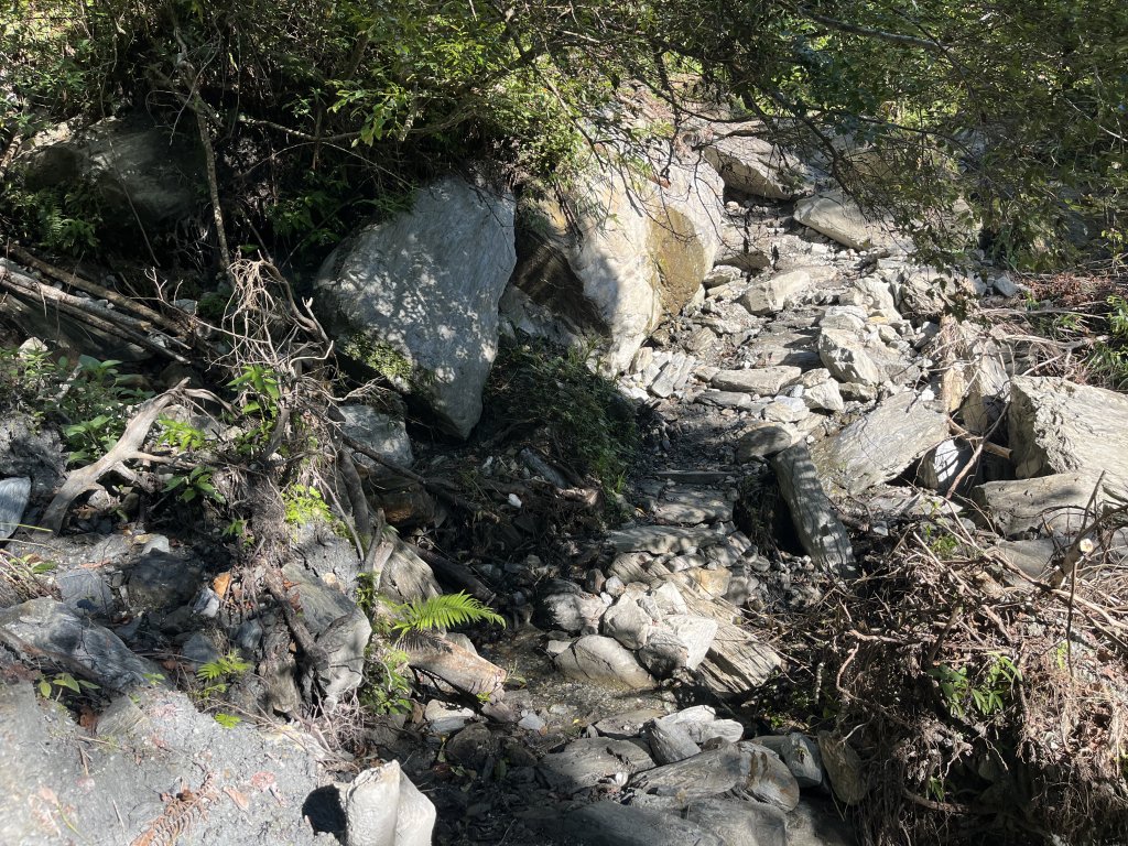 [玉山尋寶任務-03/12] 2025_0810 瓦拉米步道_2857533