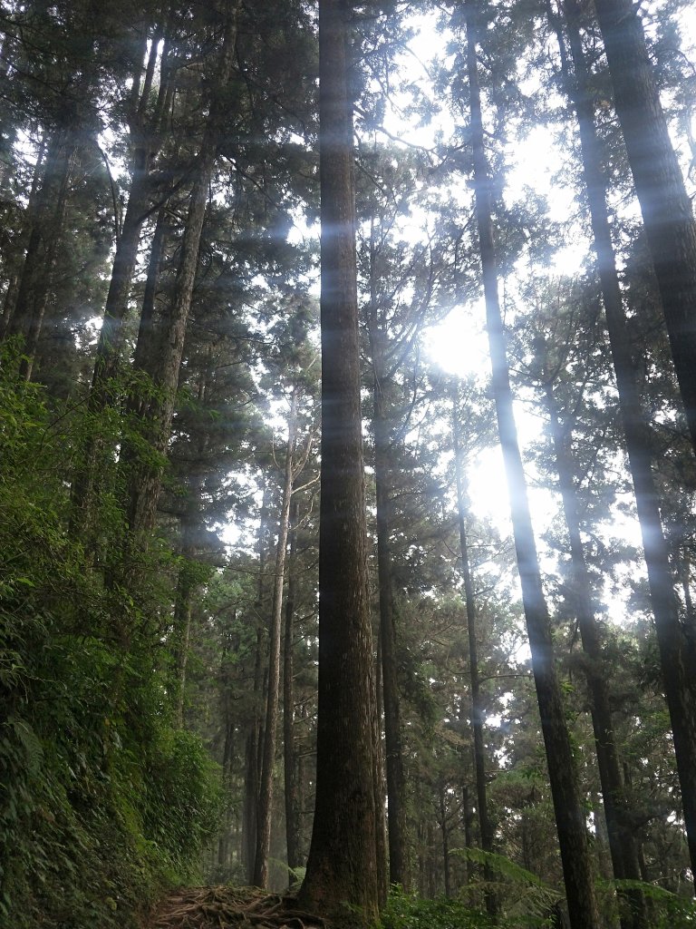 奮起湖大凍山步道_714527