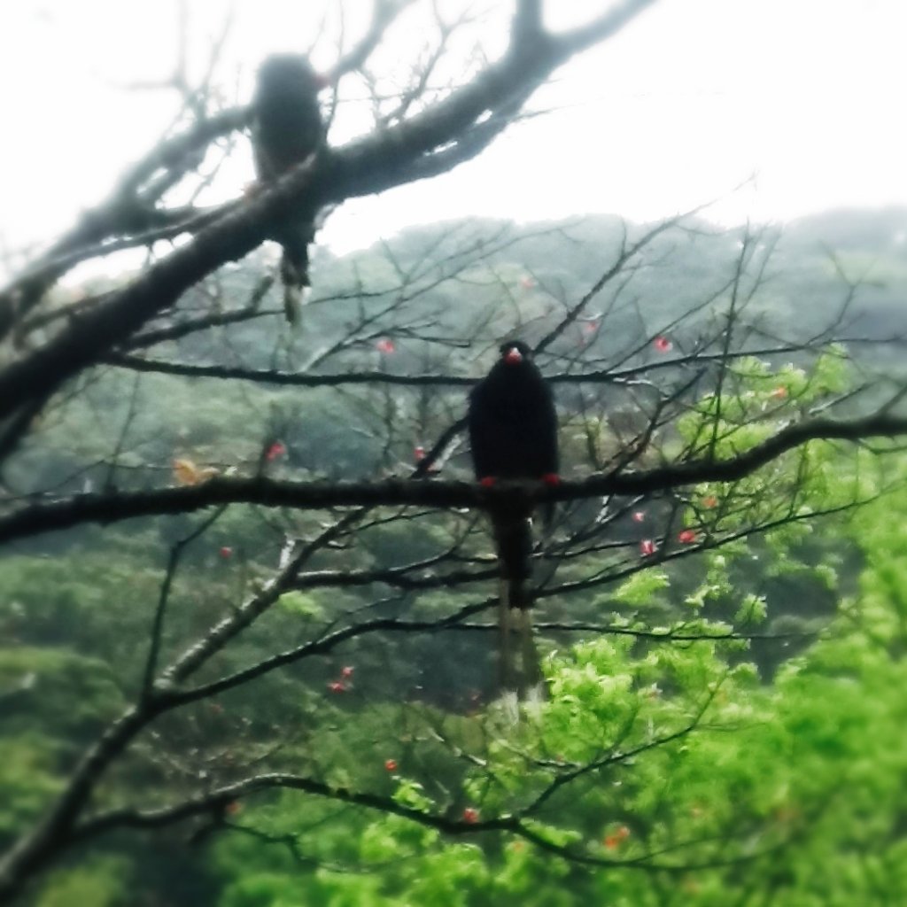 大屯山（小百岳）連峰面天山向天山O型走_563930