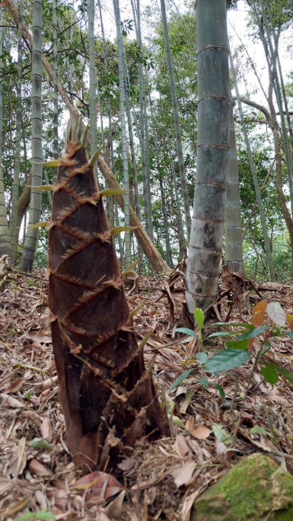 桃園復興金牌縱走_2763273