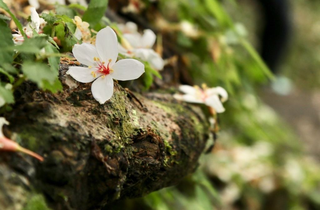 大艽芎古道_356669