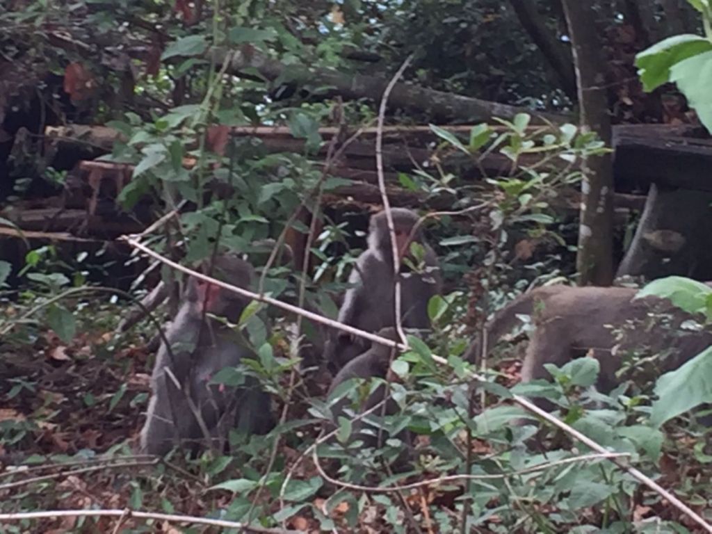大坑5-1接4號步道頭嵙山、二嵙山_349817