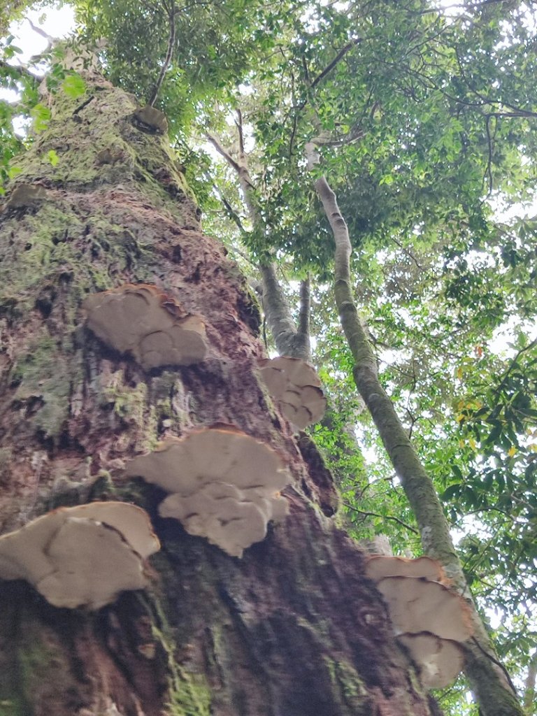 樂雪縱走_2876771