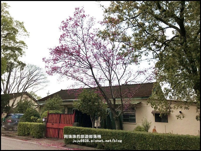 十一份觀光文化園區。石管局宿舍群賞群賞櫻_872014