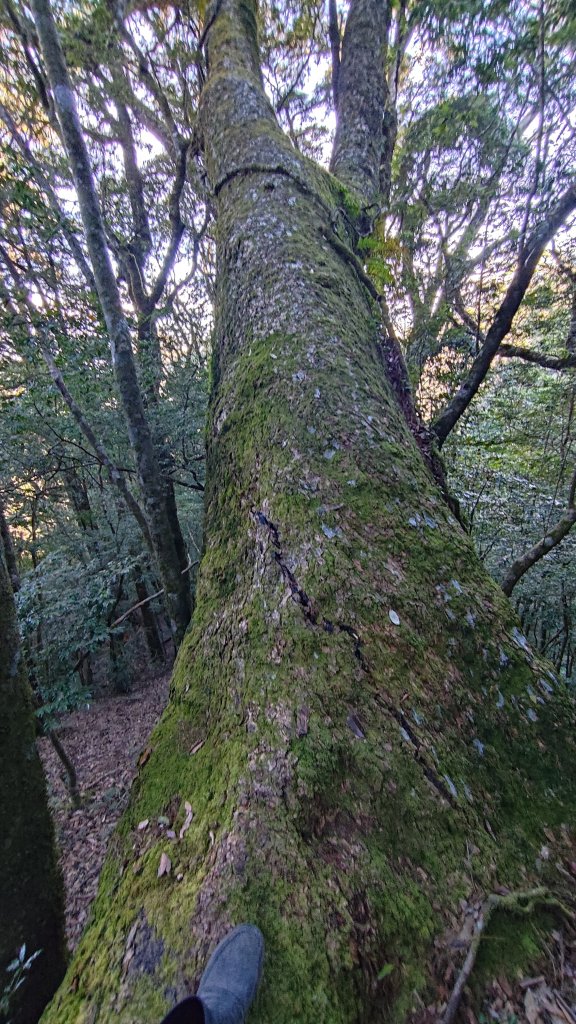 觀雪縱走_2918136