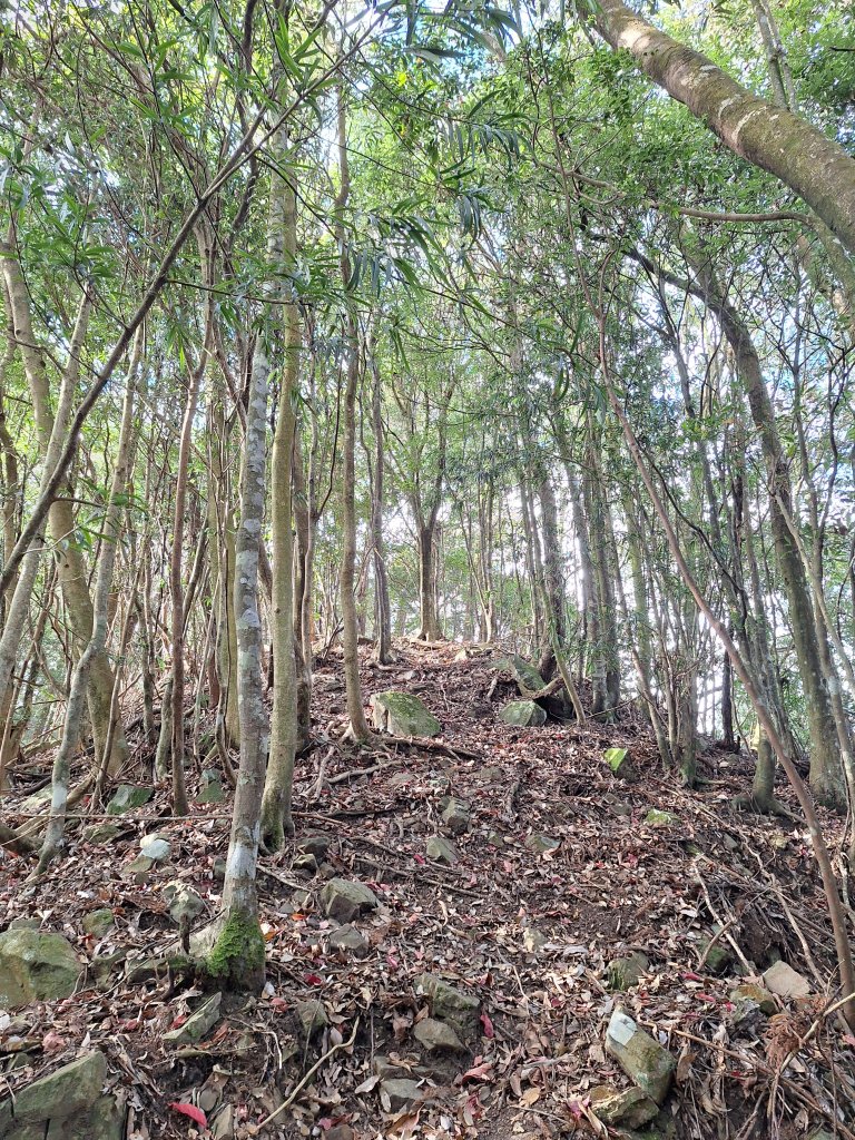 盡尾山20251225_2971993