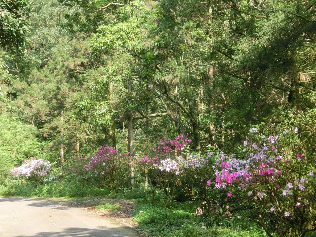 平湖森林步道．內平林山_109272