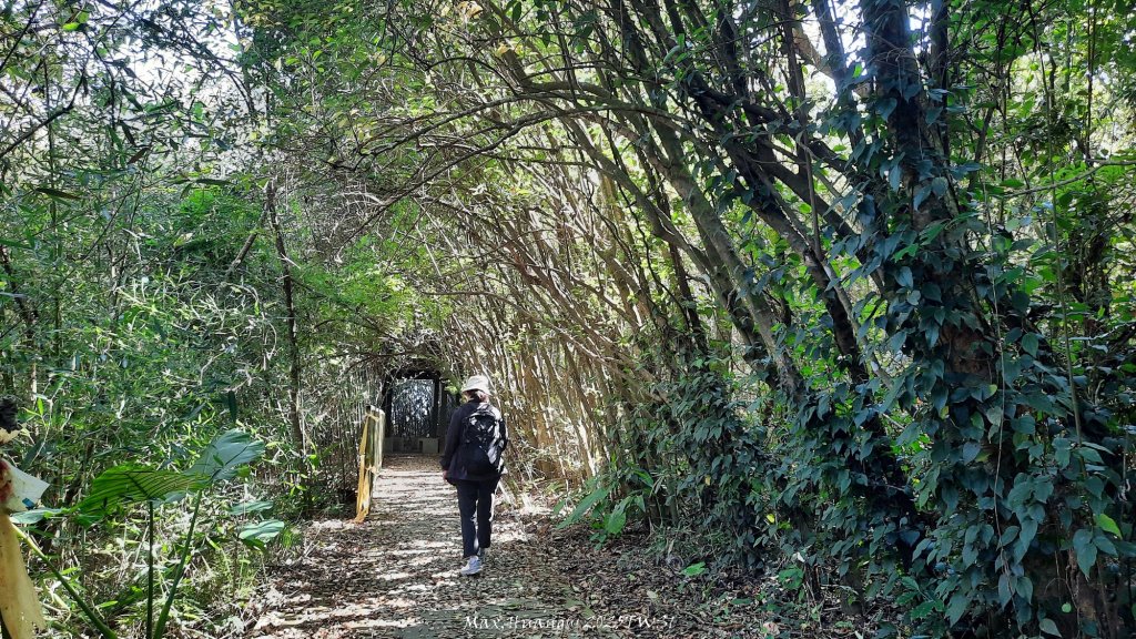 《台中》落雨松季｜石岡挑物古道O繞下情人木橋20250112_2687567