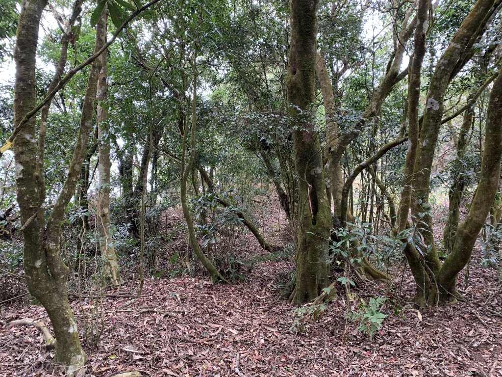 20240212屏東鱈葉根山-日湯真山縱走_2431745
