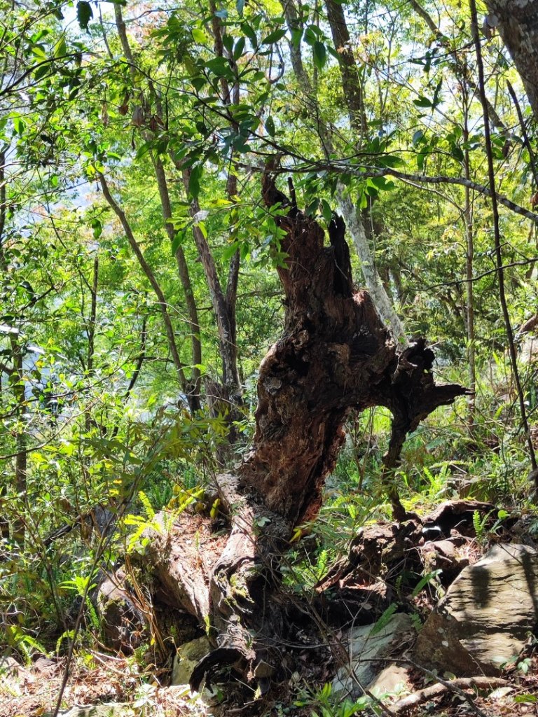 八仙佳保_2746079