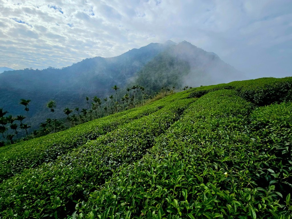 挑筍古道(大尖山、後棟仔山步道)--(雲林)臺灣百大必訪步道_2955750