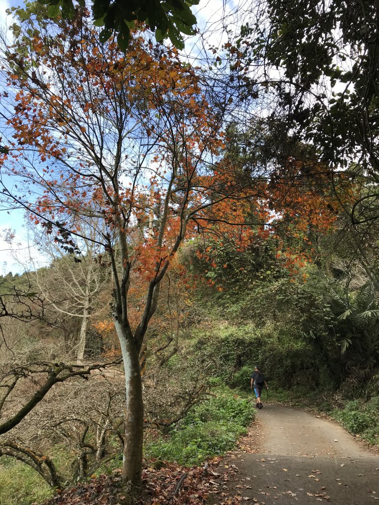 110年1月22日苗栗 馬那邦山_1425171