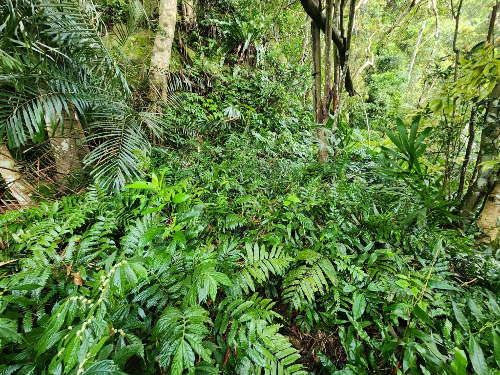 20251214石牛山柑坪山新柑坪山牛背岩_2972725