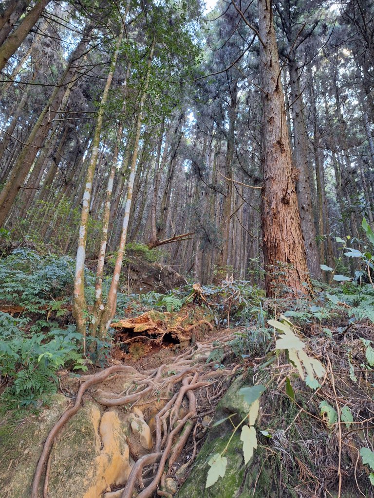 二萬坪山+屏遮那山+二萬坪神木區_2439911